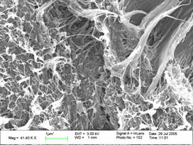 SEM picture of nanotubes